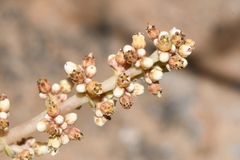 Crassula pseudohemisphaerica