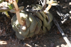 Crassula pseudohemisphaerica