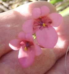 Diascia maculata