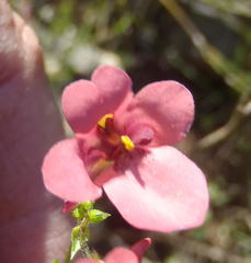 Diascia maculata