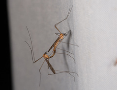 Nephrotoma flavipalpis