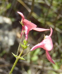 Diascia maculata