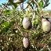 Parinari capensis incohata - Photo (c) Ricky Taylor, algunos derechos reservados (CC BY-NC), subido por Ricky Taylor
