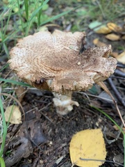 Amanita rubescens