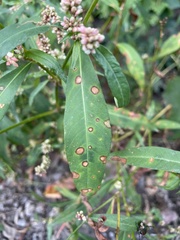 Persicaria pensylvanica