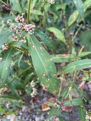 Persicaria pensylvanica