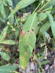 Persicaria pensylvanica