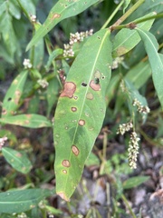 Persicaria pensylvanica