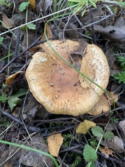 Cortinarius triumphans