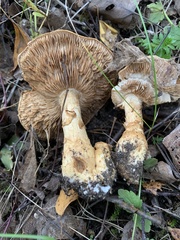 Cortinarius triumphans