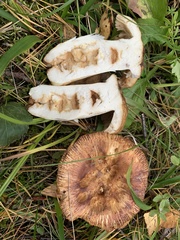 Russula foetens