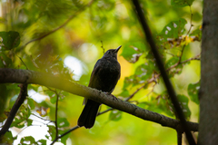 Turdus merula
