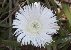 Carpobrotus mellei