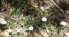 Carpobrotus mellei