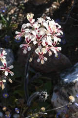 Pelargonium moniliforme