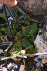 Pelargonium moniliforme