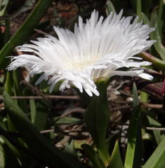 Carpobrotus mellei