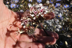 Pelargonium moniliforme