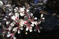 Pelargonium moniliforme
