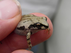 Pseudacris streckeri
