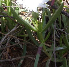 Carpobrotus mellei