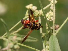 Meromacrus gloriosus