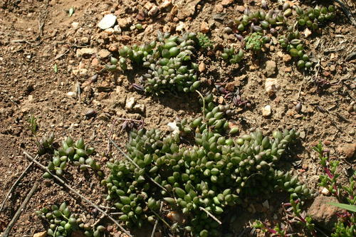 Curio radicans