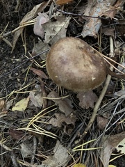 Paxillus