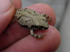 Pseudacris streckeri