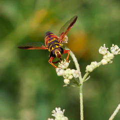Meromacrus gloriosus