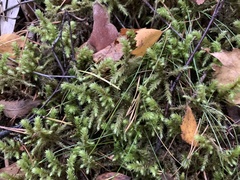 Hylocomiadelphus triquetrus