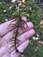 Hylocomiadelphus triquetrus