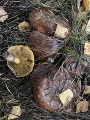 Suillus luteus