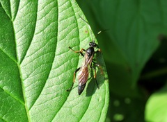 Stenichneumon culpator