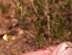Aspalathus bracteata
