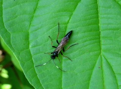 Stenichneumon culpator