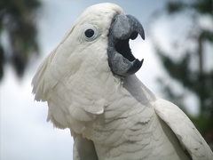 White Cockatoo photo 5
