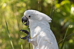 White Cockatoo photo 3