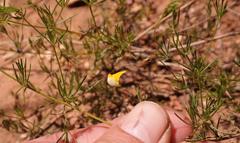 Aspalathus bracteata
