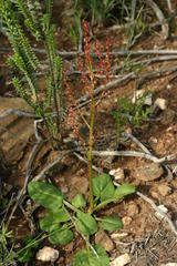 Rumex cordatus