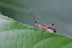 Phlaeoba angustidorsis