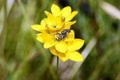 Ixia odorata