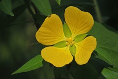 Ludwigia bonariensis