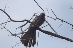 Corythaixoides concolor concolor