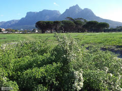 Asparagus capensis capensis