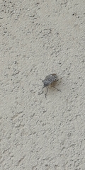 Halyomorpha halys