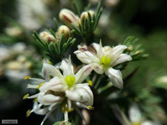 Asparagus capensis capensis