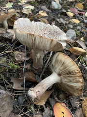 Amanita rubescens