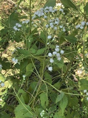 Ageratina altissima