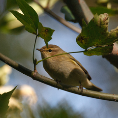 Phylloscopus collybita